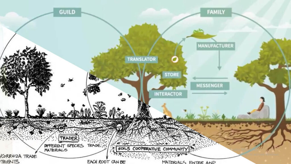 Permaculture video thumbnail 1 Our Portfolio