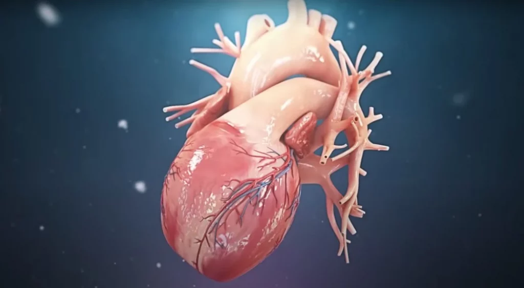 Human heart animation