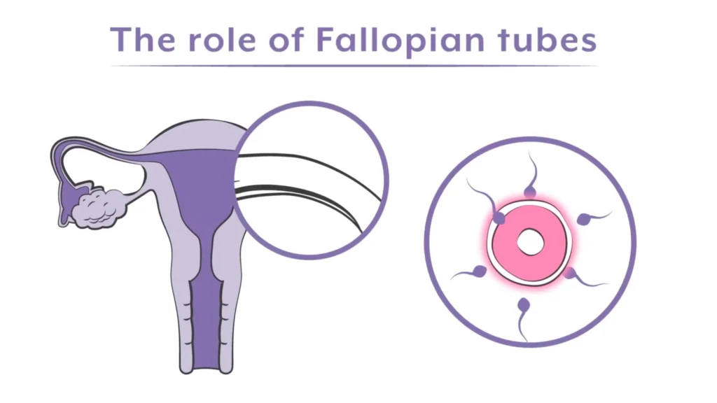 ExEm Womens Health Our Portfolio