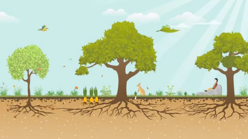 Permaculture Our Portfolio