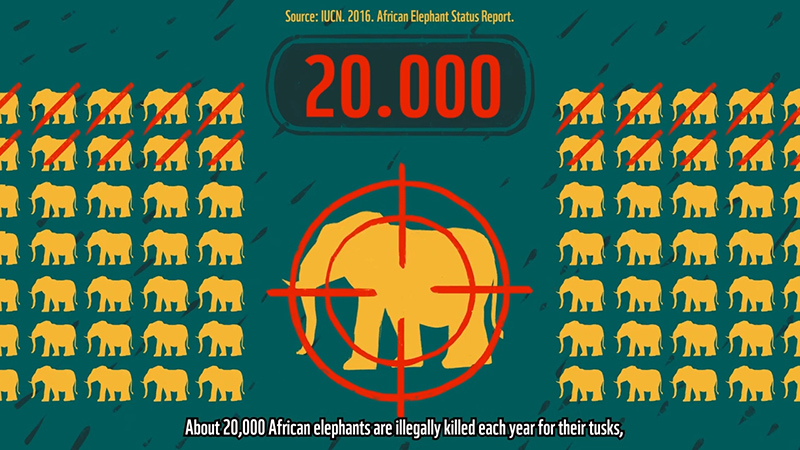 IVORY WWF Vietnam