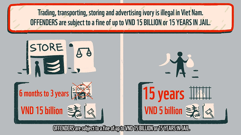 Ivory Trading is illegal in Vietnam